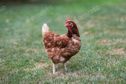 Preview: Hens grazing on grass in a free range organic farm