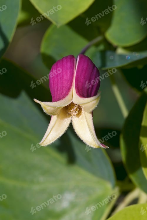 Vista previa: Whiteleaf Leather Flower (Clematis Glaucophylla)