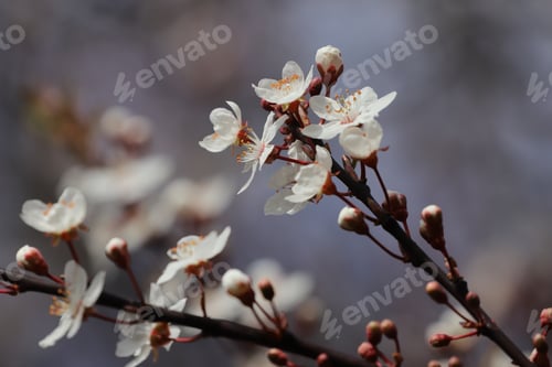 Preview: Spring blossoms