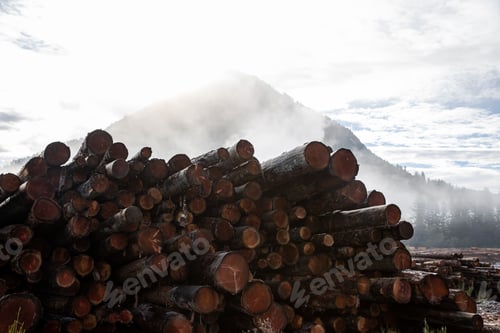 Preview: A stack of cut trees lays wet in a pile at a lumber yard after being logged from a forest