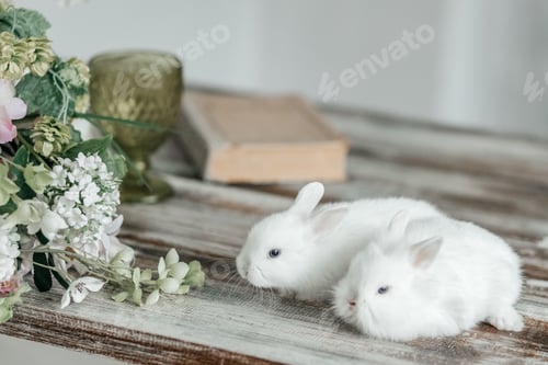 Preview: A group of cute Easter bunny rabbits on the table in the living room. Beautiful cute pets.