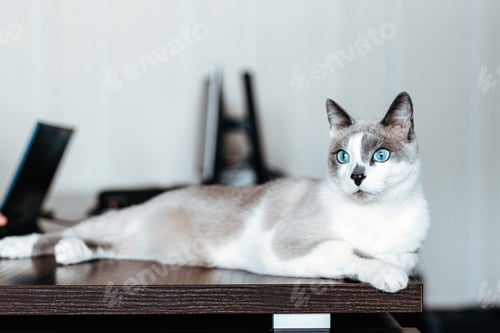 Preview: Shorthair gray cat with blue eyes.