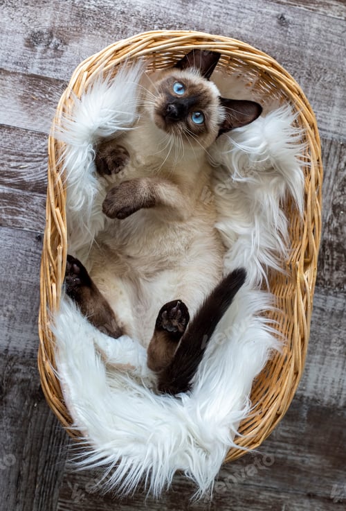Preview: Cute kitten siamese cat indoor