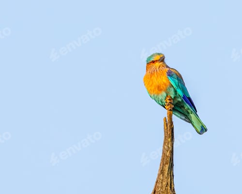 Preview: Indian roller (Coracias benghalensis) perched on a branch