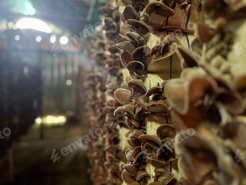 Preview: Selective focus on group of wood ear mushrooms grow from the plastic bags in the cultivation farm