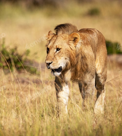 Preview: A Best wildlife vacations in Pictures