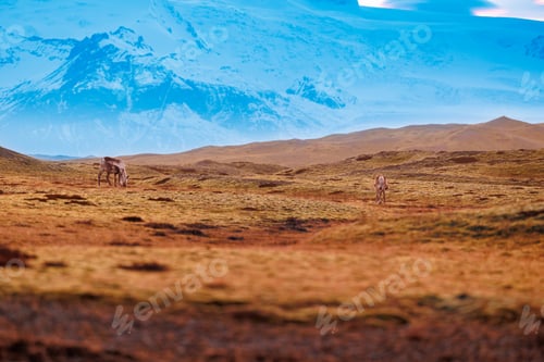 Preview: Majestic mooses group on pastures