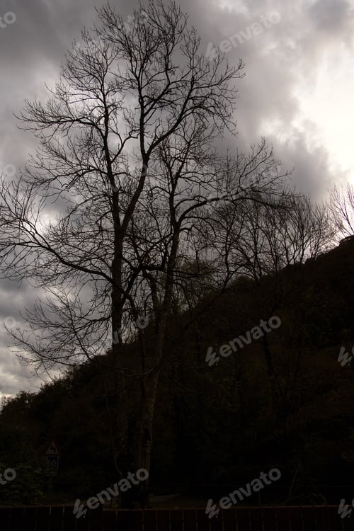 Preview: Halloween night in a mysterious atmosphere. Copy space.