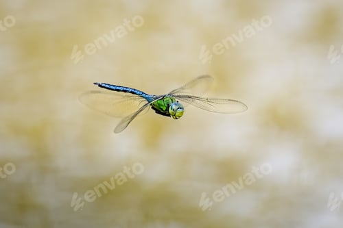 Preview: Emperor Dragonfly in flight with wings spread wide