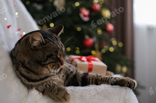 Visualização: Gato malhado com um presente de Natal no fundo de uma árvore de Natal