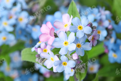 Preview: Amazing spring forget-me-not flowers as background, closeup view