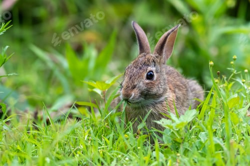 Preview: Selective focus shot of a brown rabbit sitting in green grass under sunlight
