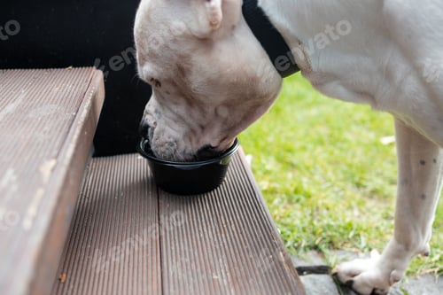 Preview: dog in autumn park. Funny happy cute dog breed american bulldog runs smiling in the fallen leaves. O