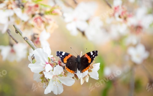 Preview: spring flowers and a butterfly