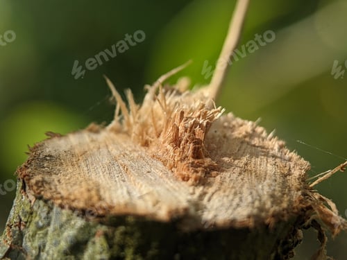 Preview: Closeup of a cut tree