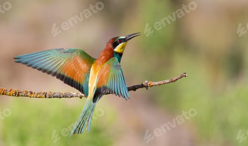 Preview: European bee-eater, Merops apiaster. The bird sits on a beautiful old branch.Bird spread its wings