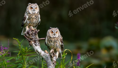 Preview: Long-eared owls perched in a forest.