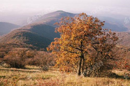 Preview: Autumn forest in the mountains