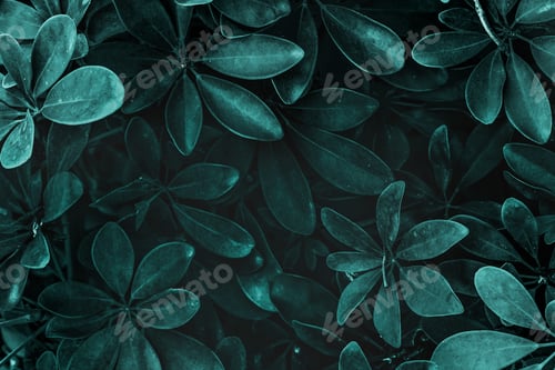 Preview: Fresh natural green Schefflera Arboricola background