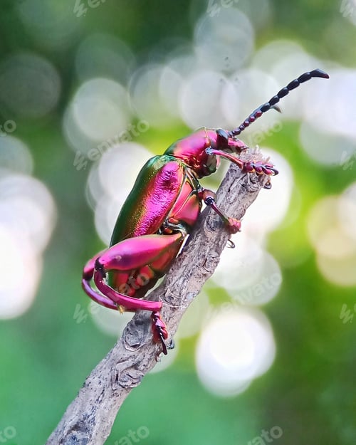 Preview: Long horn beetle