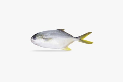 Preview: Florida Pompano Fish