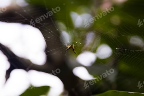 Preview: Spider on a web in morning tropical forest