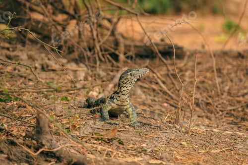 Preview: A curious monitor lizard explores the dry terrain of a national park in Botswana during golden hour