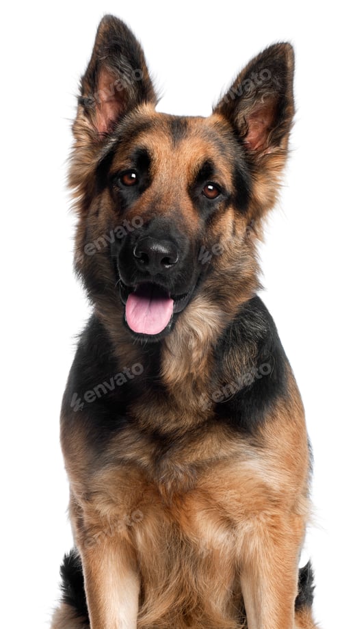 Preview: Close-up of German Shepherd Dog, 2 years old, in front of white background