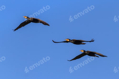 Preview: cormorants (phalacrocorax carbo ) in flight