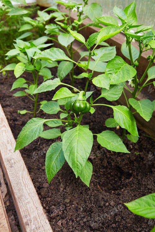 Preview: Young green bell pepper grows in a greenhouse.