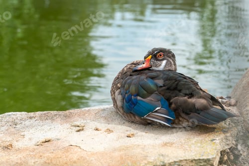 Preview: A duck basks on the shore with its head drawn into its body