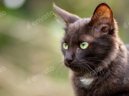 Preview: Dark brown very serious looking young kitty cat, domestic animal