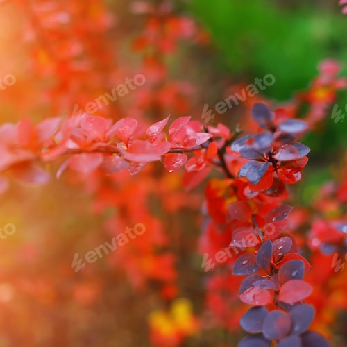 Preview: Bright colored leaves on the branches in the autumn forest