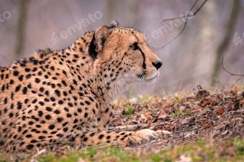 Preview: Cheetah in a field observing the surroundings