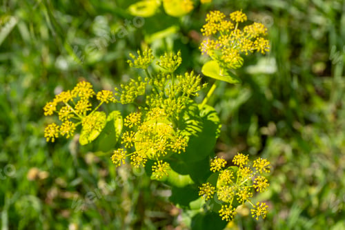 Preview: Smyrnium perfoliatum is a plant species from the Smyrnium genus of the Apiaceae family.