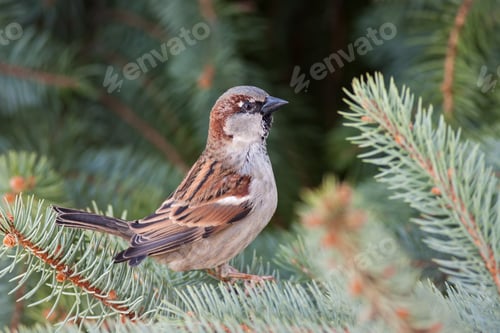 Preview: Male house sparrow, Passer domesticus, perched on a tree branch
