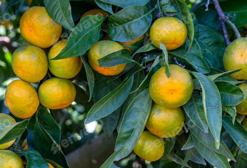 Preview: Ripe mandarin oranges on trees. oranges branch with green leaves on tree, Tangerine sunny garden