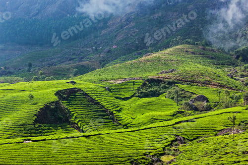 Preview: Green tea plantations in Munnar, Kerala, India