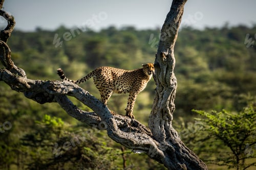 Preview: Cheetah (Acinonyx jubatus) at El Karama Ranch, Laikipia County, Kenya