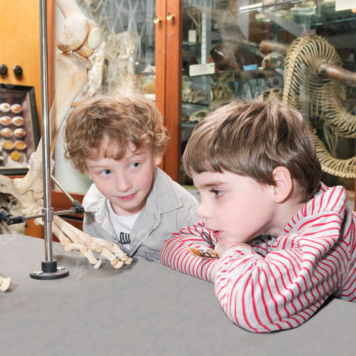 Preview: Boys looking at artifact in museum