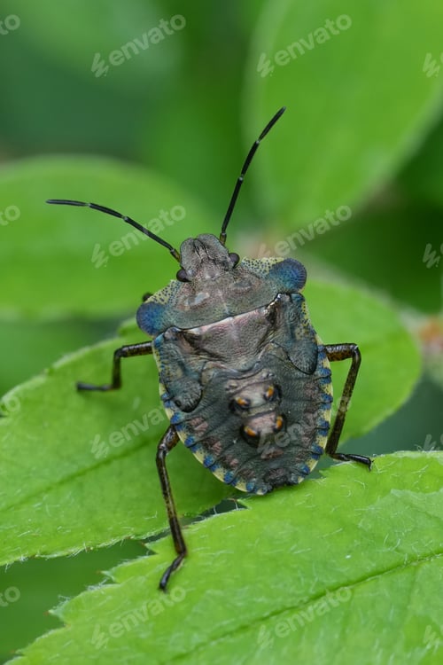 Preview: Closeup on a nymph of the European red legged shield bug, Pentatoma rufipes sitting on a green leaf