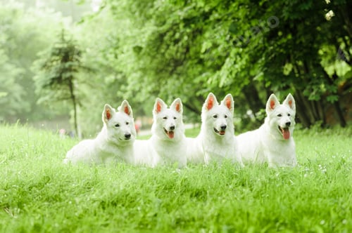 Preview: A flock of white Swiss shepherd dogs on a walk in nature.