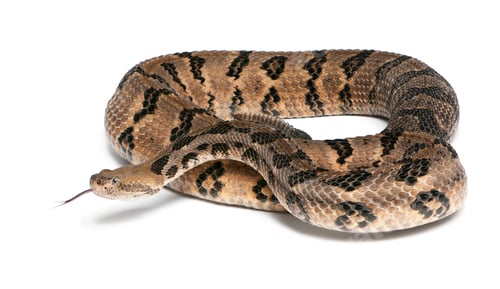 Preview: Timber rattlesnake - Crotalus horridus atricaudatus, poisonous, white background