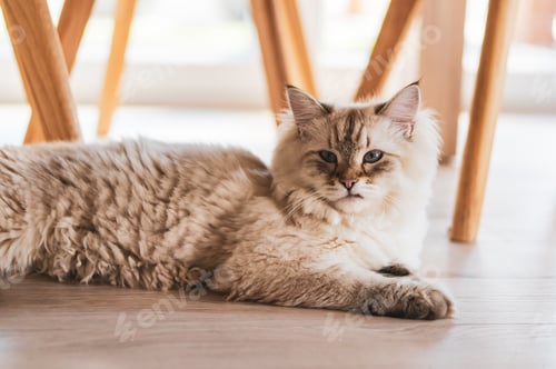 Preview: Closeup shot of a cute cat lying under the chairs on the wooden floor