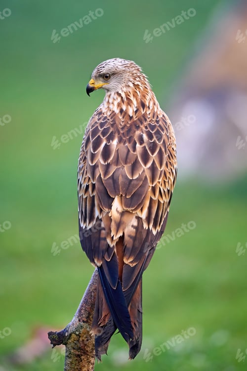 Preview: Red kite (Milvus milvus)