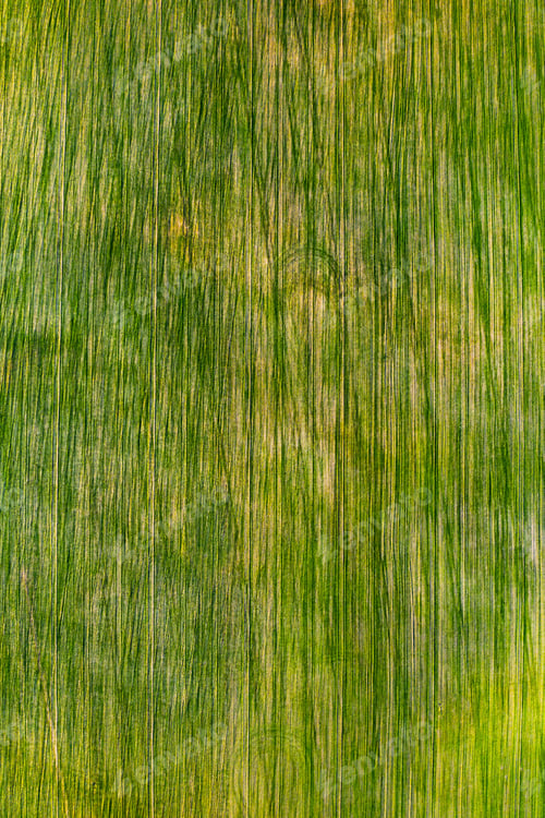 Preview: Bird's-eye view of a green field .Sowing campaign in Belarus.Nature Of Belarus.Own green field