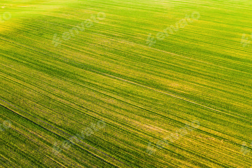 Preview: Bird's-eye view of a green field .Sowing campaign in Belarus.Nature Of Belarus.Own green field