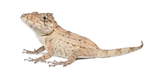 Preview: Oriente Bearded Anole or Anolis porcus, Chamaeleolis porcus, Polychrus is a genus of lizards