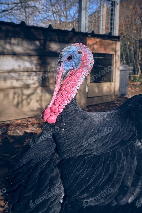 Preview: Big black turkey near coop