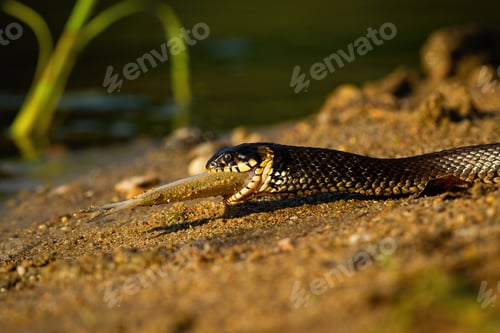 Preview: Grass snake holding fish on riverside in summer sunset